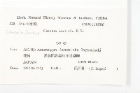 菟絲子藏品圖，第2張