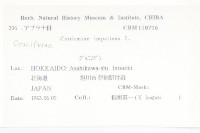 水花菜藏品圖，第2張