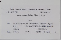 山楂葉槭藏品圖，第2張