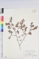 登錄號:S039909藏品圖，第1張