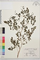 扁果唐松草藏品圖，第1張