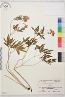 登錄號:S039931藏品圖，第1張