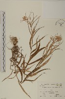 抱莖籟簫藏品圖，第1張