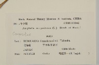 抱莖籟簫藏品圖，第2張