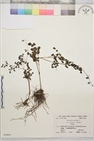 登錄號:S039951藏品圖，第1張