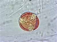 登錄號:S039952藏品圖，第2張