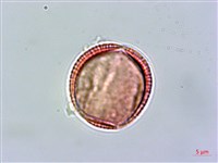 登錄號:S039952藏品圖，第3張