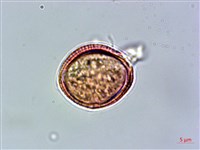 登錄號:S039952藏品圖，第4張