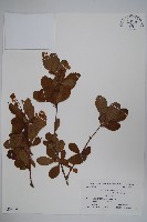 登錄號:S039954藏品圖，第1張