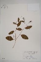 水金鳳藏品圖，第1張