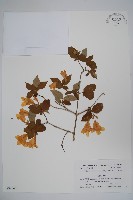 登錄號:S039961藏品圖，第1張