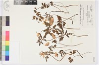 登錄號:S039965藏品圖，第1張