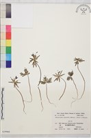 登錄號:S039968藏品圖，第1張