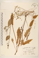 登錄號:S039974藏品圖，第1張