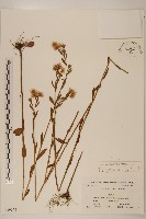 白頂飛蓬藏品圖，第1張