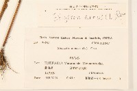 白頂飛蓬藏品圖，第2張