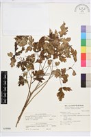 台灣升麻藏品圖，第2張