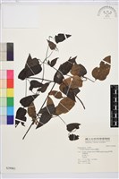 威靈仙藏品圖，第1張