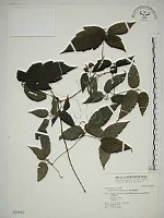 銹毛鐵線蓮藏品圖，第1張