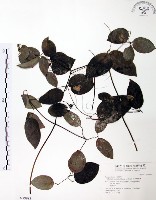 柱果鐵線蓮藏品圖，第1張