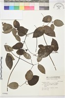 柱果鐵線蓮藏品圖，第2張