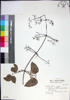 麥氏鐵線蓮藏品圖，第1張