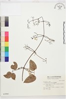 麥氏鐵線蓮藏品圖，第2張