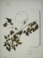 串鼻龍藏品圖，第1張