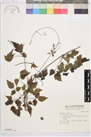 串鼻龍藏品圖，第2張