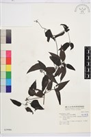 威靈仙藏品圖，第1張