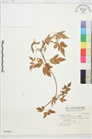 繡球藤藏品圖，第1張