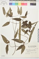 柱果鐵線蓮藏品圖，第2張