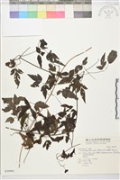 巴氏鐵線蓮藏品圖，第2張