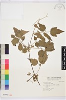 串鼻龍藏品圖，第1張