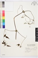 梨山小蓑衣藤藏品圖，第2張