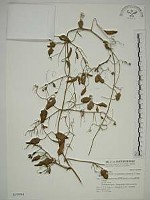 鵝鑾鼻鐵線蓮藏品圖，第1張