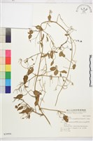 鵝鑾鼻鐵線蓮藏品圖，第2張