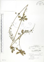 台灣升麻藏品圖，第1張