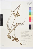 台灣升麻藏品圖，第2張