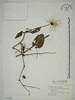 田代氏鐵線蓮藏品圖，第1張