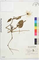 田代氏鐵線蓮藏品圖，第2張