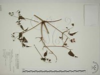 小木通藏品圖，第1張