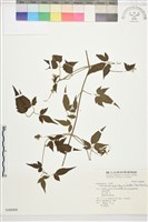 巴氏鐵線蓮藏品圖，第2張