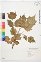 台灣牡丹藤、台灣草牡丹藏品圖，第2張