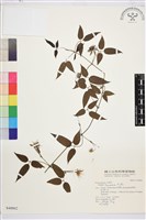 彭氏鐵線蓮藏品圖，第2張
