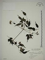 巴氏鐵線蓮藏品圖，第1張