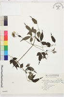 巴氏鐵線蓮藏品圖，第2張