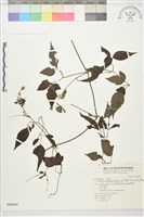 巴氏鐵線蓮藏品圖，第2張