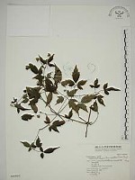 巴氏鐵線蓮藏品圖，第1張