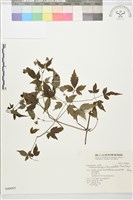 巴氏鐵線蓮藏品圖，第2張